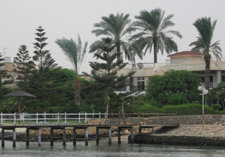 Fayed beach palm trees